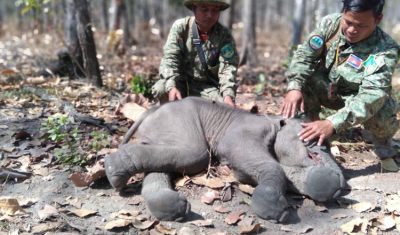 野生象の密猟、種として絶滅の危機に瀕している