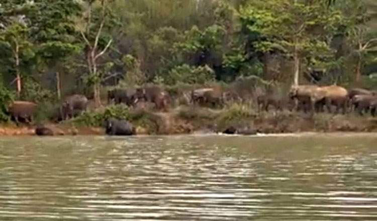 モンドリキリ　興奮する象の群れから農民が逃げる途中、足首を捻挫骨折！