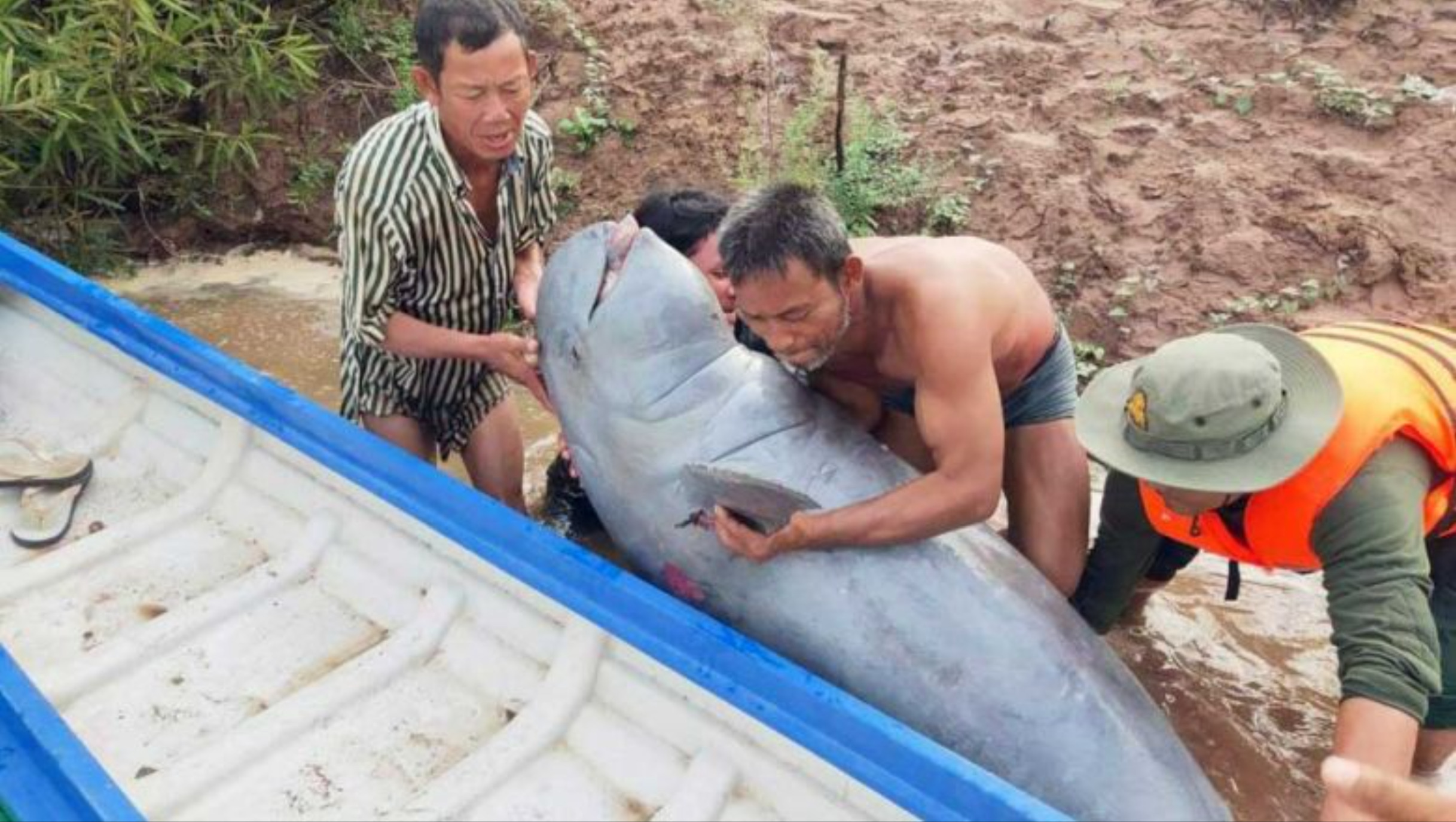 河イルカの死亡をストゥントレインのメコン川で確認