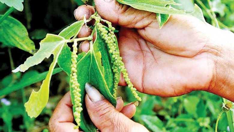 カンボジアの胡椒、上半期の輸出で400%増加に