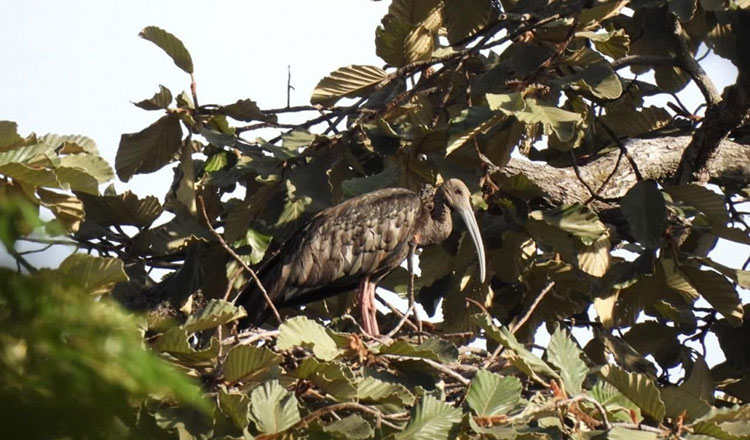 ラタナキリ　絶滅危惧種のオニトキの巣10か所と幼鳥の孵化もを確認。