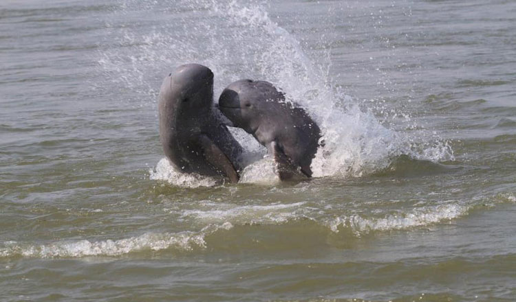 ラオス国境沿いのメコン「河イルカ」、ほぼ絶滅へ