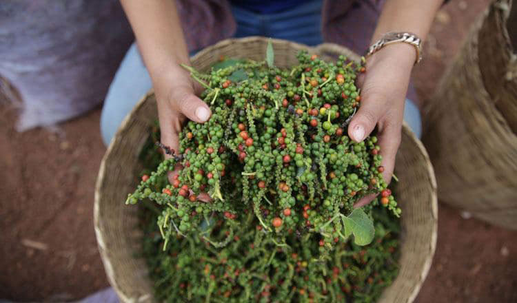 胡椒の輸出　昨年比約563％増加、それだけ昨年は胡椒輸出が落ち込んだ