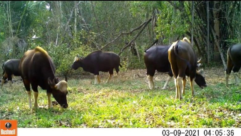 モンドリキリ自然保護区　ガウル（野牛）の家族の群れを確認