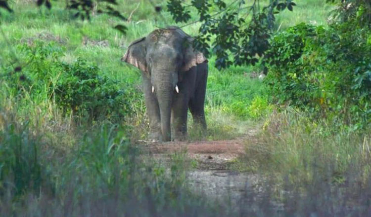 野生象の反撃か、タイ国境のカムリーン地区の住民が危険が増す