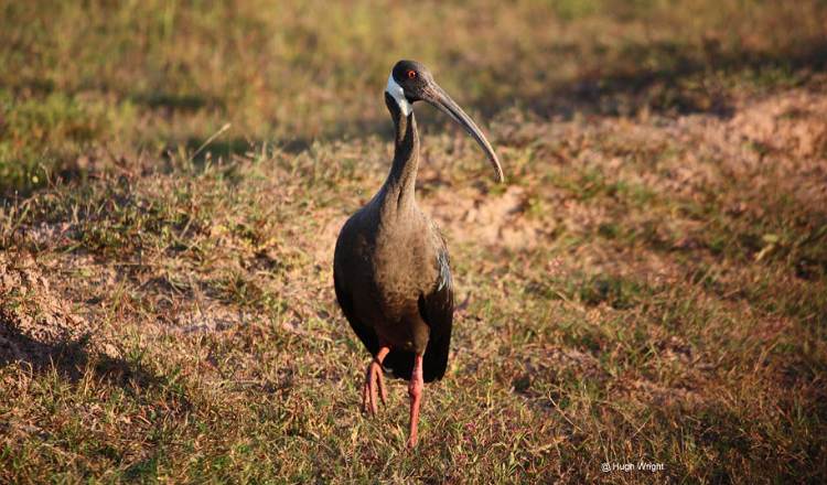 カンボジアはアカアシトキの重要な生息地ー鳥の国勢調査よりー