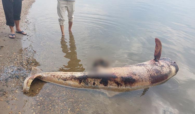 ストゥントレインのメコン川、最後の河イルカの死で絶滅