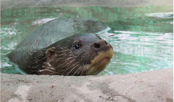 メコン氾濫原で絶滅とされた危惧種　スマトラカワウソを確認　6.29付け