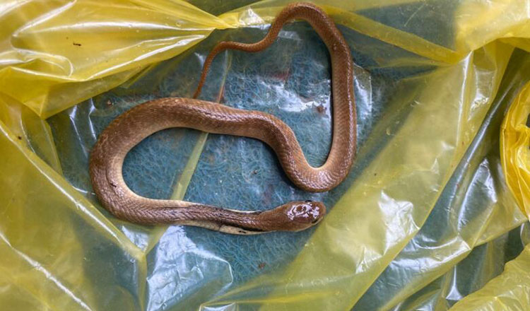 バンテアイミアンチャイ州　洪水時　蛇に噛まれる被害が急増　