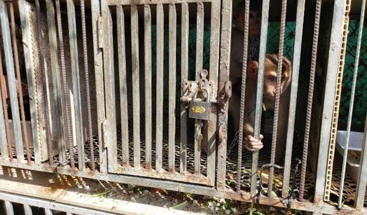 シハヌークビル　野生動物の違法取引防止と救出行動を強化