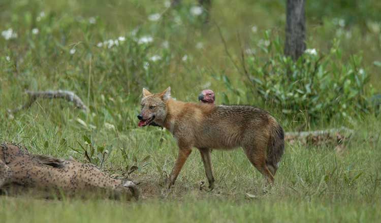 保護区へ狩猟犬持ち込み禁止が効果　ゴールデン・ジャッカル数が下げ止まり