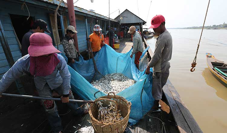 乱獲、気候変動による漁業への影響、漁獲量の減少