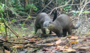 ニホンカワウソ - Wikipedia
