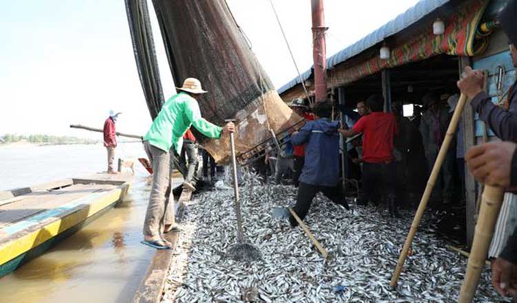 プノンペン、カンダルでの漁業収量の増加　同時期４割増