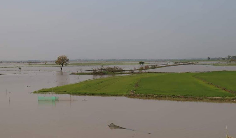 タケオ州　洪水の影響の被害　1万 ヘクタール以上の水田