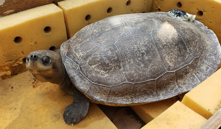 希少なウミガメを研究、繁殖のために研究所に引き渡す