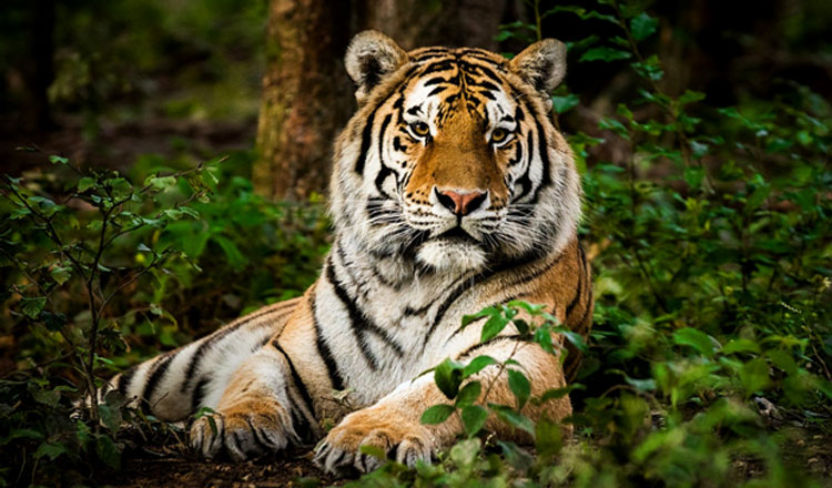 タタイ野生動物保護区の 90 エーカーの森林をトラの移殖のために特定