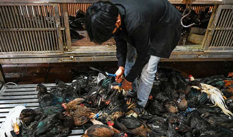 カンボジア保健当局　「人から人への鳥インフルエンザの感染はない」と断言