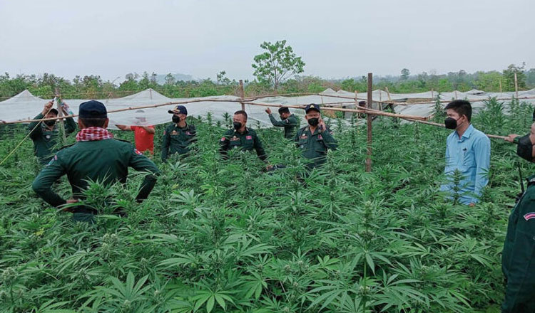 モンドリキリ　違法なマリファナ農園を摘発、ベトナム人2名逮捕　農園焼却
