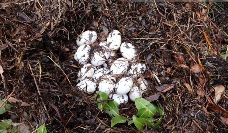 マウンテンワニの保護活動家　南カルダモン国立公園で大きなワニの巣を発見