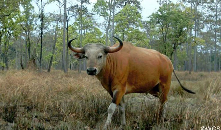 カンボジア　約1,500頭のバンテン（野牛）の生息を数える