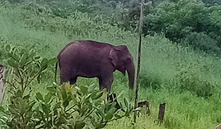 ココン州のボタム・サコー国立公園で野生ゾウの群れを発見