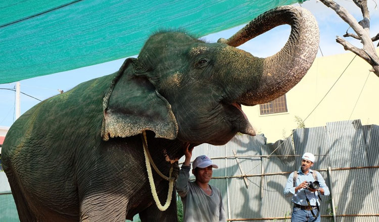 プノンペンの愛された象徴的な象「サンボ」が享年63歳で逝去