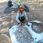 乾季の風物詩　「プラホック（魚醤）」作りシーズン開幕する