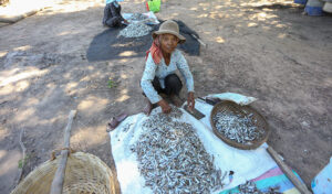 乾季の風物詩 「プラホック(魚醤)」作りシーズン開幕する