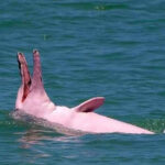 カンポットで珍しいピンクのイルカの群れを目撃