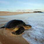 朗報！カンボジアの海岸でウミガメの産卵地と幼体を10年ぶりに発見