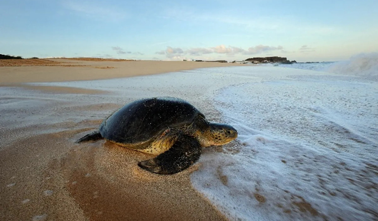 朗報！カンボジアの海岸でウミガメの産卵地と幼体を10年ぶりに発見