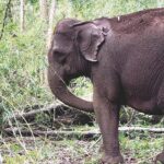 モンドリキリ州　保護区の出現する野生ゾウの群れを恐れないように