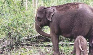モンドリキリ州 保護区の出現する野生ゾウの群れを恐れないように