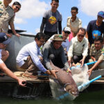 絶滅危惧種のメコン・オオナマズ13匹を解放