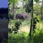 モンドルキリ州保護区で野生アジアゾウの群れを確認
