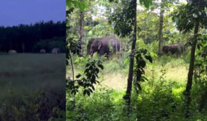 モンドルキリ州保護区で野生アジアゾウの群れを確認