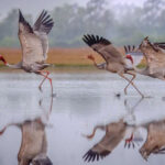 カンポット保護区で絶滅危惧種のオオヅル70羽を発見