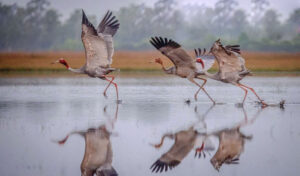 カンポット保護区で絶滅危惧種のオオヅル70羽を発見