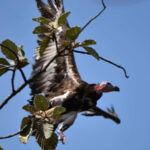 モンドリキリ　アカハゲワシを自然の生息地に放鳥