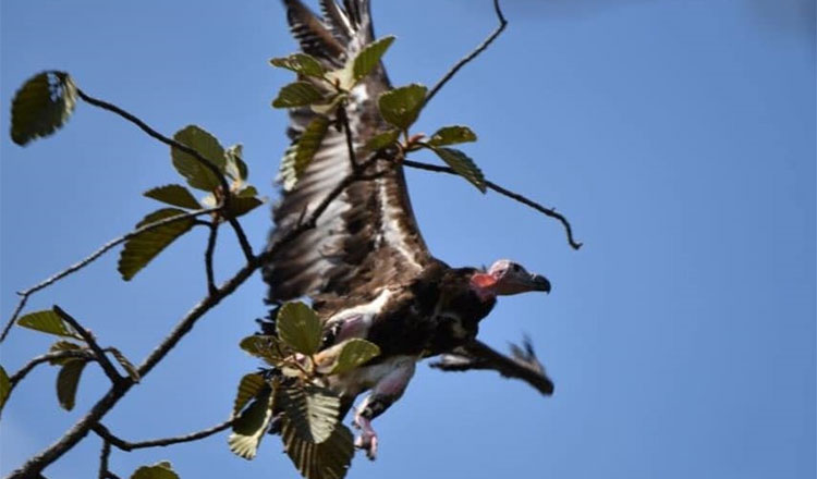 モンドリキリ　アカハゲワシを自然の生息地に放鳥