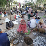 季節の風物詩　先週から魚醤（プラホック）を作りを勧める