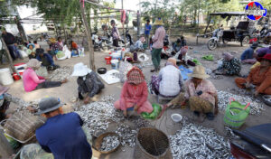 季節の風物詩 先週から魚醤(プラホック)を作りを勧める