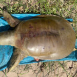 メコンの希少種：体重26kgの雌の巨大スッポンの死骸を確認