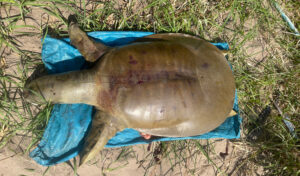 メコンの希少種：体重26kgの雌の巨大スッポンの死骸を確認