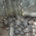 野生動物密売で悪質な企業家のココン州女性を起訴