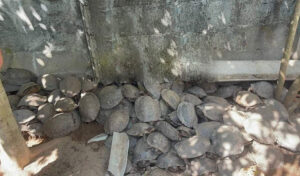 野生動物密売で悪質な企業家のココン州女性を起訴