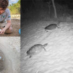 コ・コン州で206個の卵を含む珍しいカメの巣を20ヵ所発見