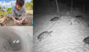 コ・コン州で206個の卵を含む珍しいカメの巣を20ヵ所発見