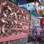 自然の生息地から捕獲鳥の 50% ～ 90% は生き残れない！